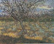 Flowering orchard with apricot-trees